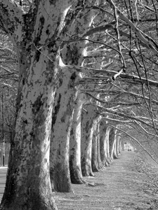 alberi, rami, viale, inverno, prospettiva, tronchi, bianconero, neve, bosco, bianco